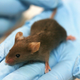 Image for article titled Scientists Tinker with Neurons to Turn Lovers into Fighters